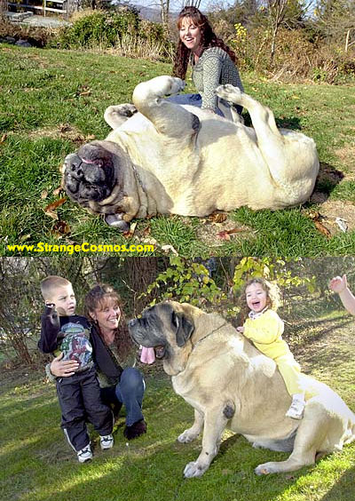 Gros chien